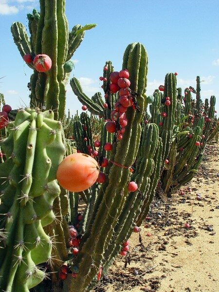 cactus-de-pitaya