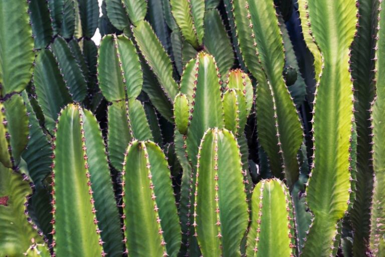 cactus-planta