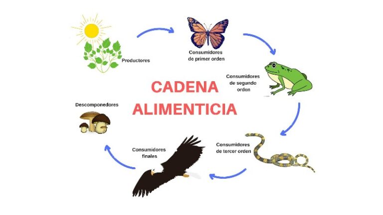 cadena-alimentaria