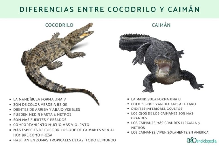 caiman-cocodrilo
