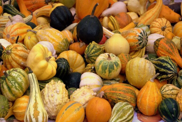 calabazas-decorativas
