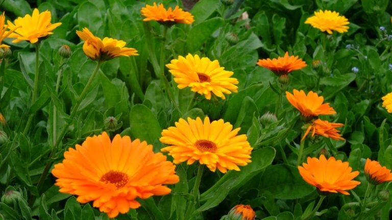 calendula-planta