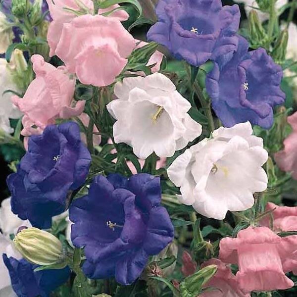 campanula-canterbury-bells-white