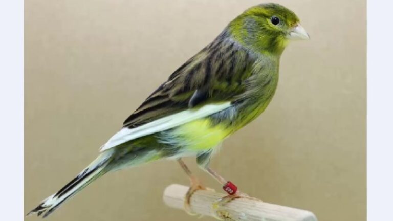 canto-canario