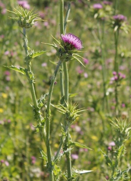 cardo-mariano-beneficios-y-contraindicaciones