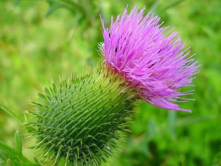 cardo-mariano-para-adelgazar
