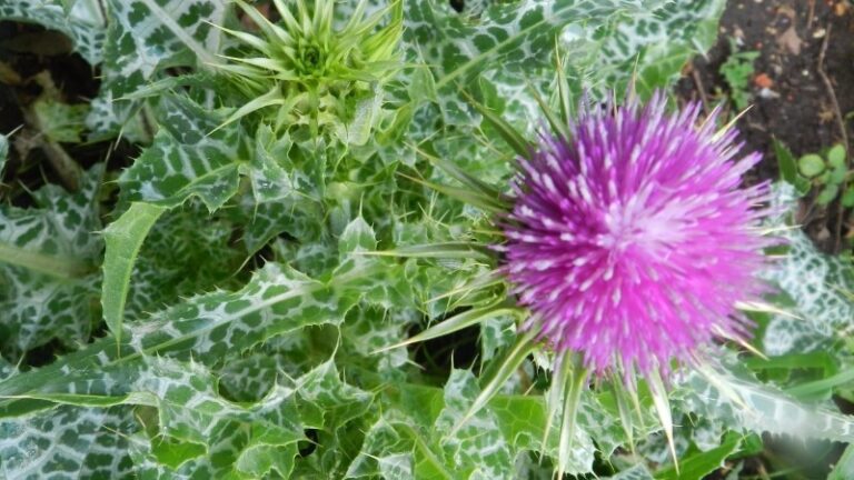 cardo-mariano-planta