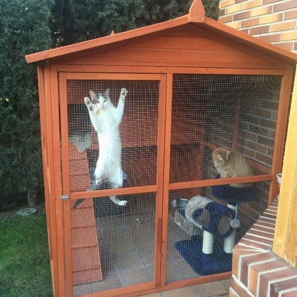 casita-exterior-para-gatos