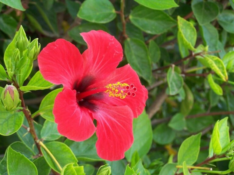 cayena-flor