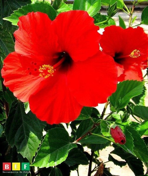 cayena-flower