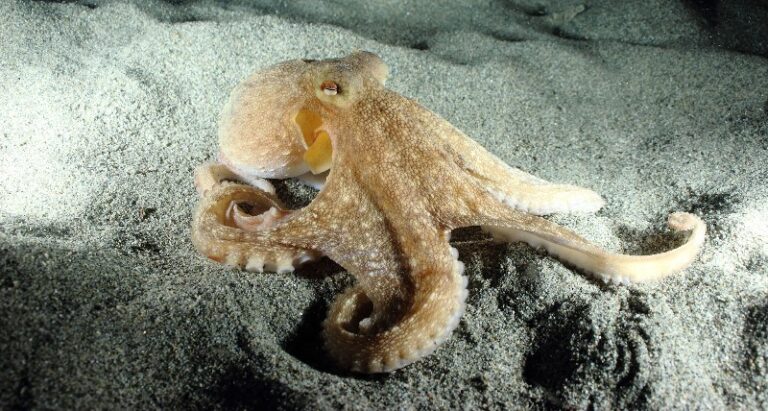 cefalopodos