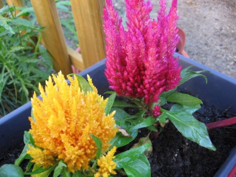 celosia-planta