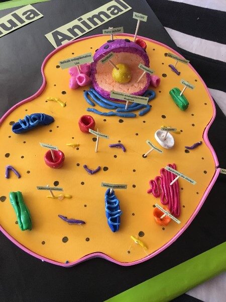 celula-animal-maqueta