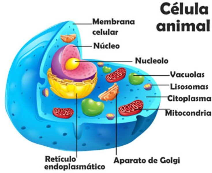 celula-animal-y-sus-partes