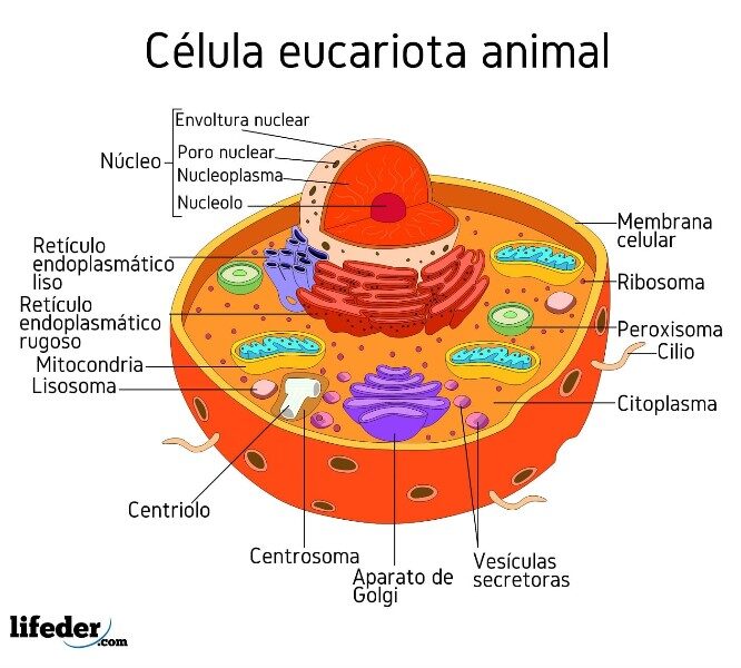 celula-eucariota-animal