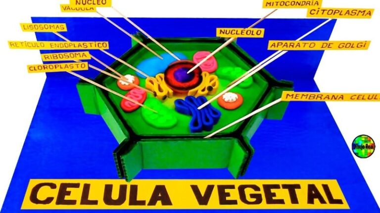 celula-vegetal-maqueta