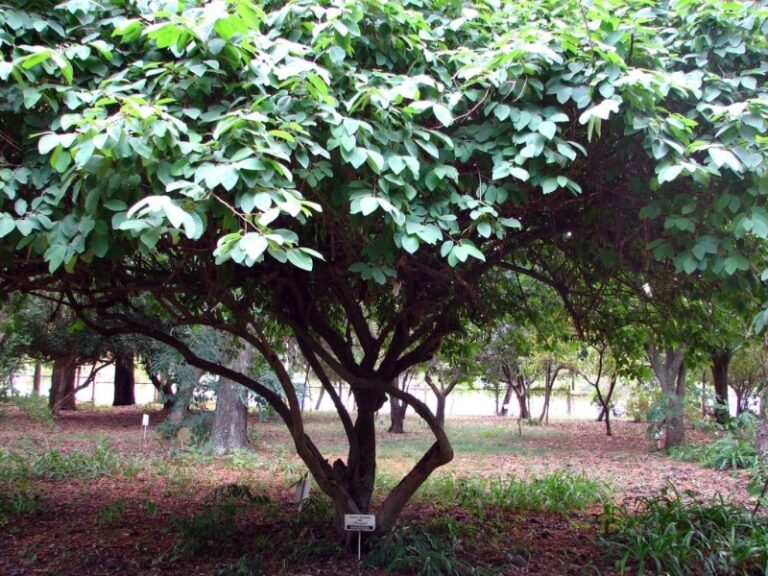 chirimoya-arbol