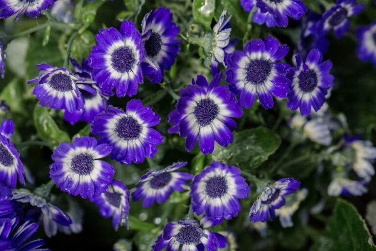 cinerarias