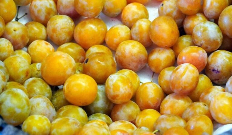 ciruela-amarilla-mexicana