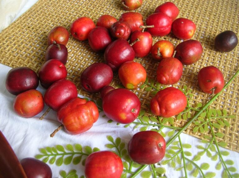 ciruelas-cuba