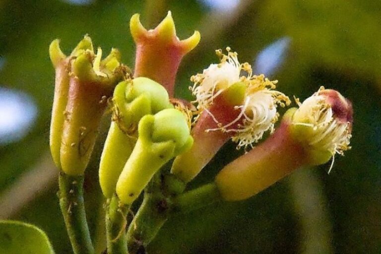 clavo-de-olor-planta