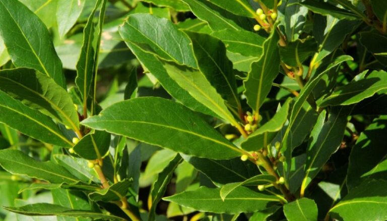 clima-laurel