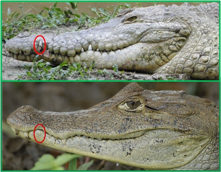 cocodrilos-y-caimanes-diferencias