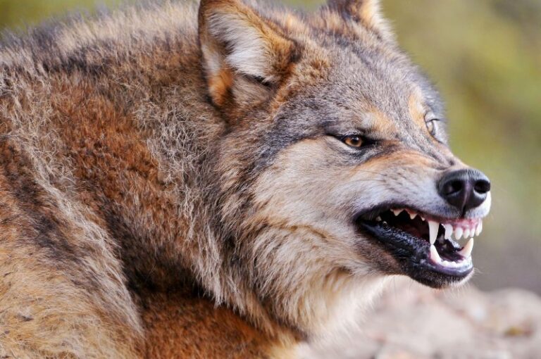 colmillo-de-lobo