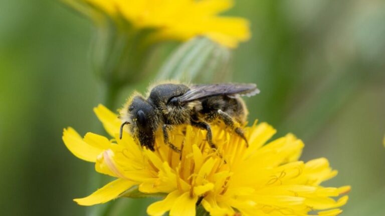 como-ahuyentar-abejas