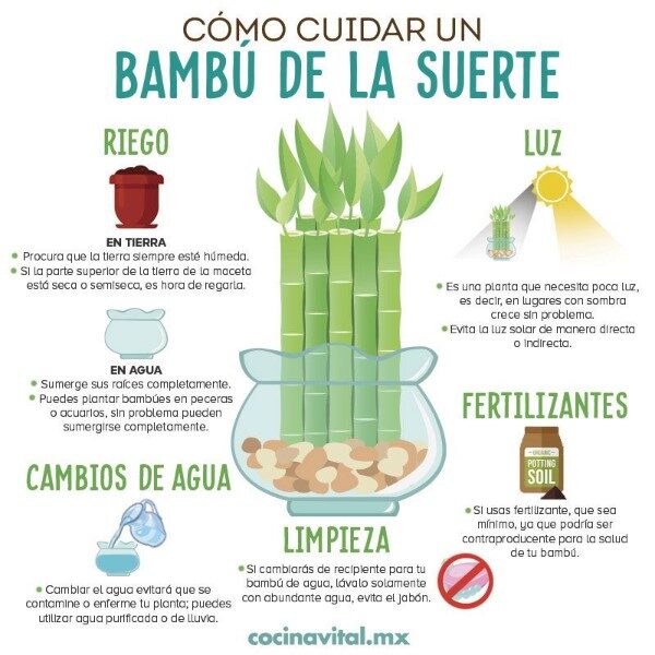 como-cuidar-a-un-bambu