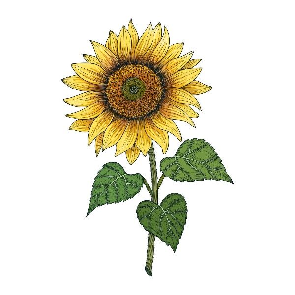 como-dibujar-un-girasol