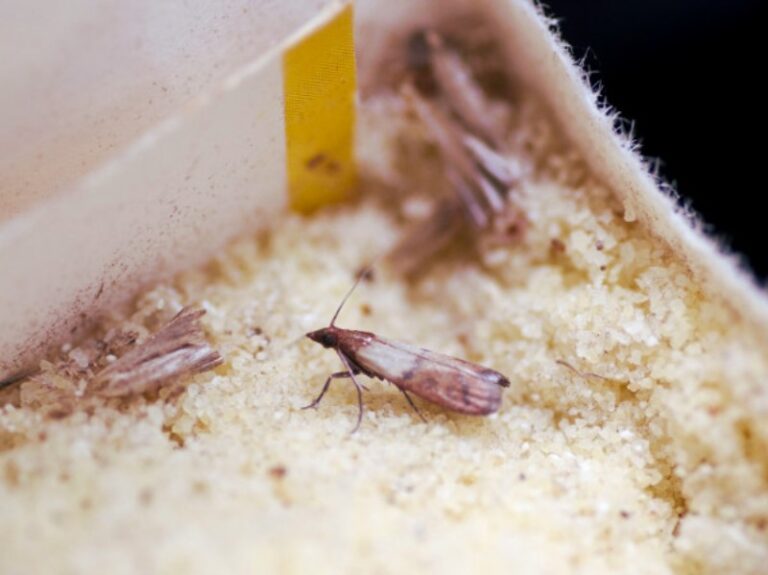 como-eliminar-polillas-voladoras