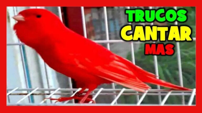 como-hacer-que-un-canario-cante