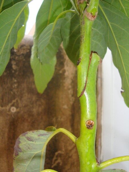 como-injerto-un-aguacate
