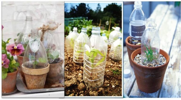 como-proteger-las-plantas-del-frio