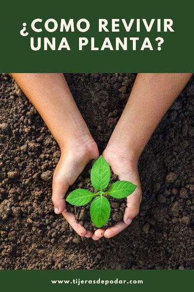 como-revivir-una-planta