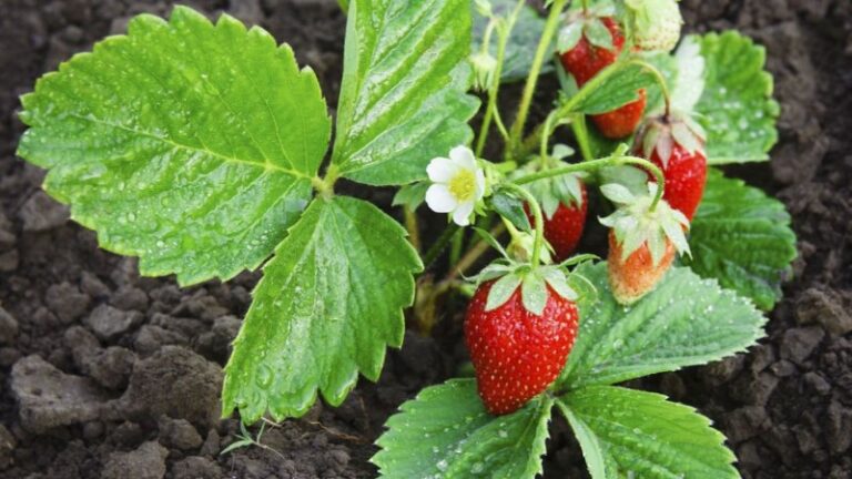 como-se-reproduce-una-planta