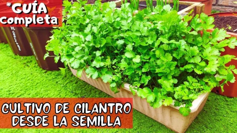 como-sembrar-cilantro-en-casa