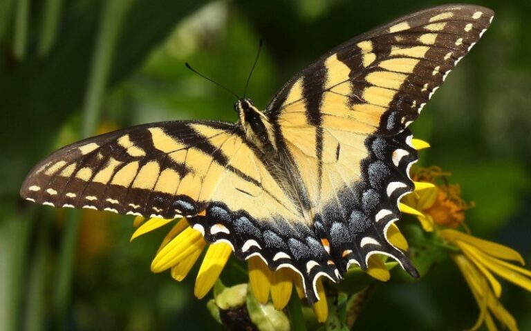 como-son-las-mariposas-de-cerca