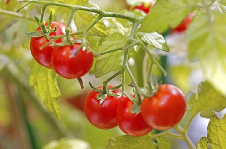 como-y-cuando-sembrar-tomates
