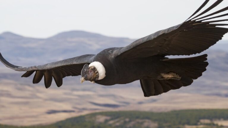condor-pajaro