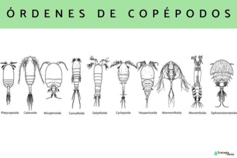 copepodos