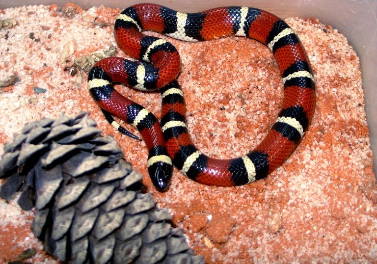 coral-serpiente-venenosa
