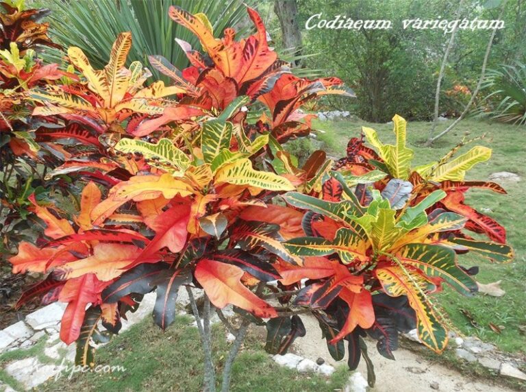 crotos-planta