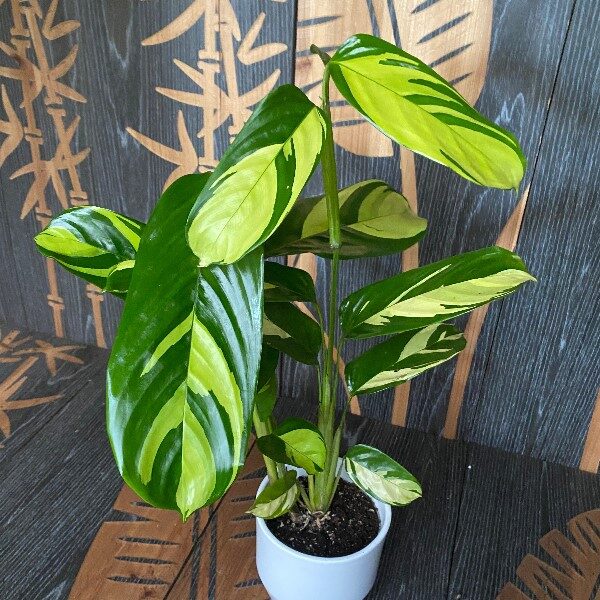 ctenanthe-lubbersiana-care