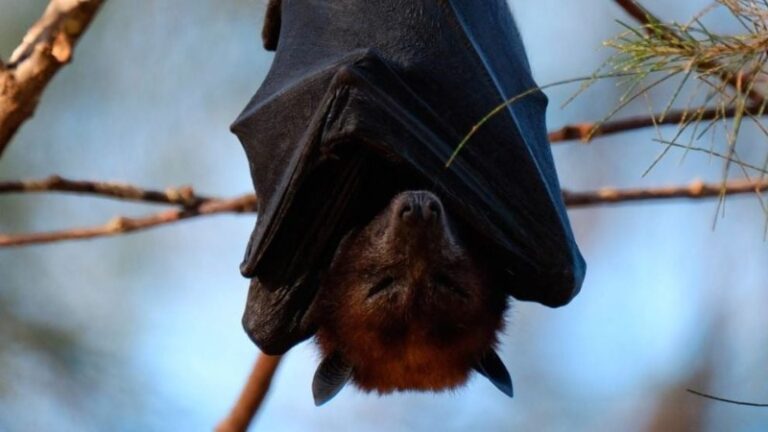 cual-es-el-unico-mamifero-que-puede-volar