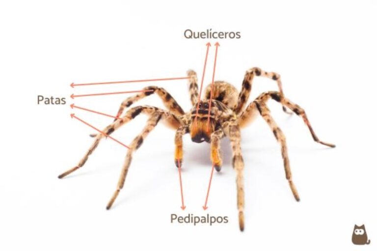 cuantas-patas-tiene-una-arana-promedio