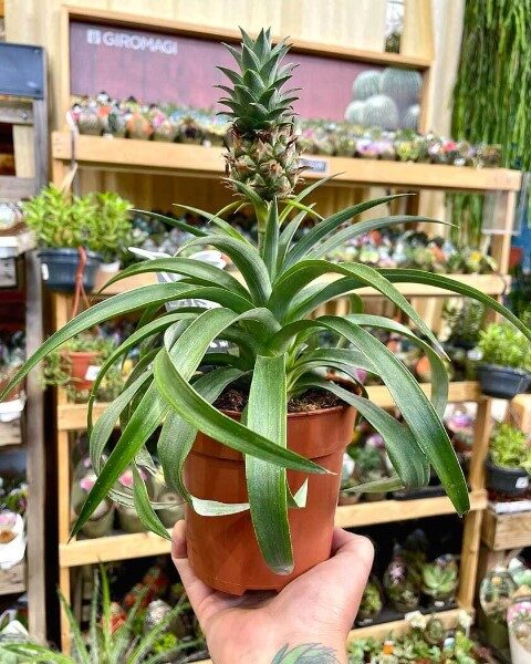 cuantas-pinas-da-una-planta-de-pina