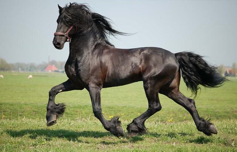 cuanto-cuesta-un-caballo-frison