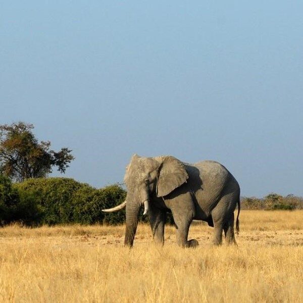 cuantos-anos-vive-un-elefante